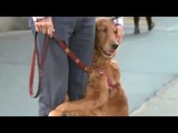 Louboutina la perra que regala abrazos