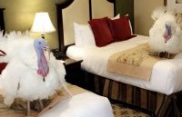 De lujo los pavos que indultará Trump