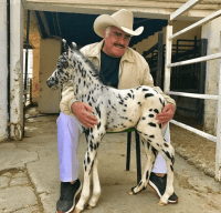 Amantes de la música… y de los caballos