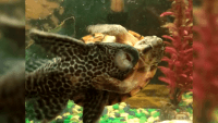 Tortuga usa a pez como ‘toro de rodeo’  (VIDEO)